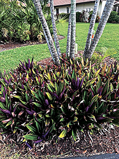 Garden Club of Cape Coral | Alternatives for invasive species in your garden